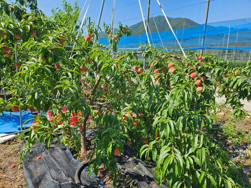 이상목님의 장터 판매 상품 [경봉복숭아(딱딱이)4kg] 첨부 사진