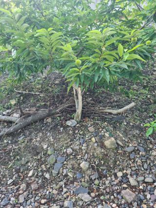 김용대님의 자유주제 · 자유게시판 작성글 사진