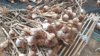 농부아내님의 작성글 사진