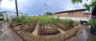 아로니아체리농부유튜님의 작성글 사진