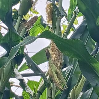 소농인님의 자유주제 · 자유게시판 작성글 사진