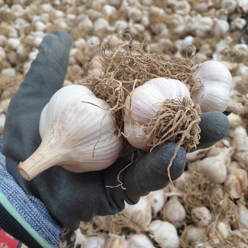 농부아내님의 장터 판매 상품 [맛과 향 으뜸인 유황육쪽마늘 쏠 크기 두 접(200개)  ] 첨부 사진