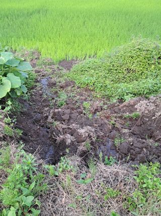 고산국토사랑풀뽑기님의 자유주제 · 자유게시판 작성글 사진