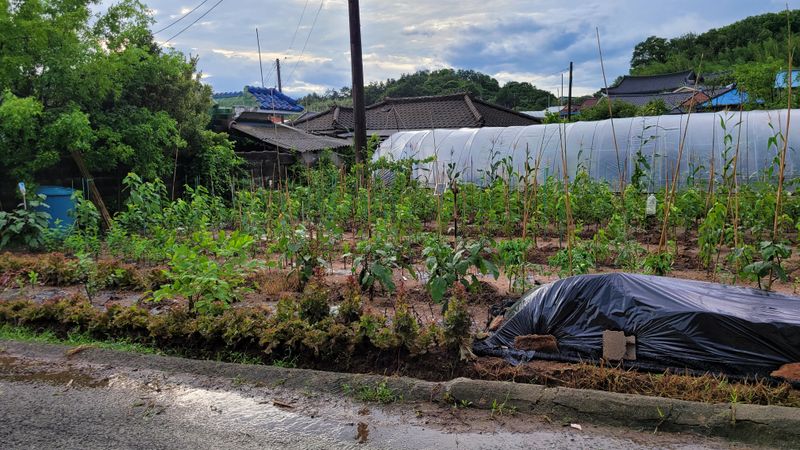 아로니아체리농부유튜님의 장터 판매 상품 [체리묘목 생산및 판매] 첨부 사진