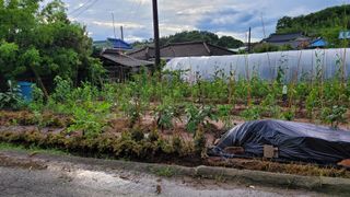 아로니아체리농부유튜님의 작성글 사진