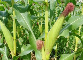 아침농원님의 옥수수 · 자유게시판 작성글 사진