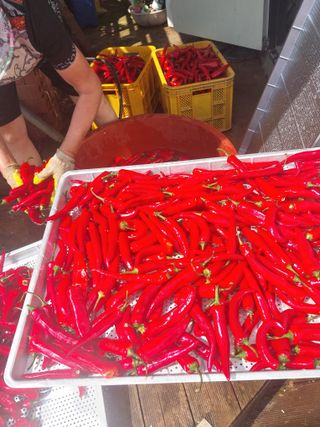 영수농원님의 자유주제 · 자유게시판 작성글 사진