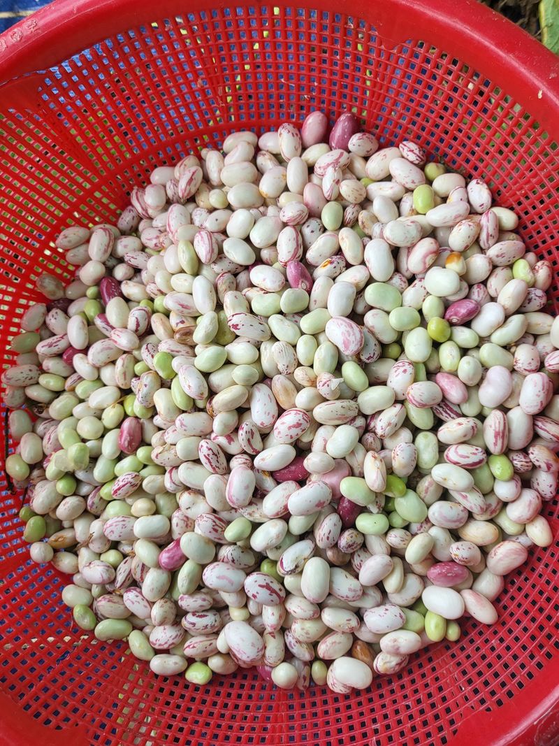 장터 상품 [알 호랑이콩 1kg매진] 썸네일