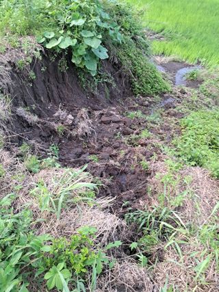 고산국토사랑풀뽑기님의 자유주제 · 자유게시판 작성글 사진