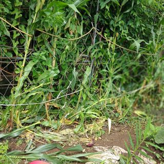 소농인님의 자유주제 · 자유게시판 작성글 사진