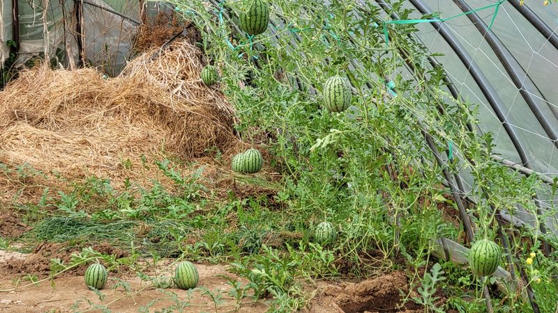 아로니아체리농부유튜님의 장터 판매 상품 [체리묘목 생산및 판매] 첨부 사진