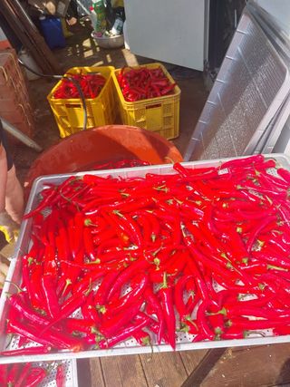 영수농원님의 자유주제 · 자유게시판 작성글 사진