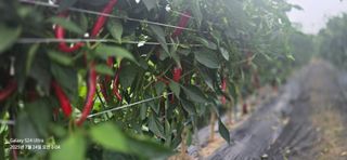 미우리님의 고추 · 영농일지 작성글 사진