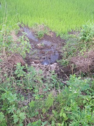 고산국토사랑풀뽑기님의 자유주제 · 자유게시판 작성글 사진