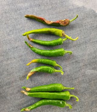 오회장님의 농사, 무엇이든 물어보세요! · 참여글 작성글 사진