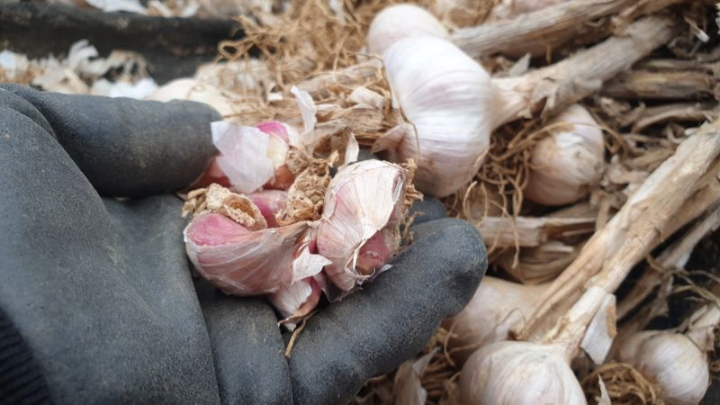 농부아내님의 장터 판매 상품 [맛과 향 으뜸인 유황육쪽마늘 쏠 크기 두 접(200개)  ] 첨부 사진