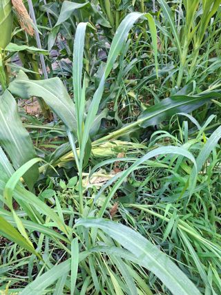 자두9376님의 농사, 무엇이든 물어보세요! · 참여글 작성글 사진