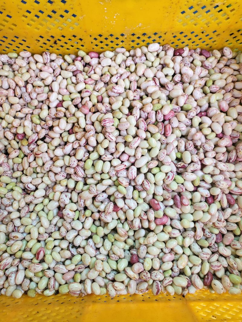 이상욱님의 장터 판매 상품 [알 호랑이콩 1kg매진] 첨부 사진