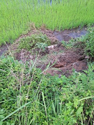 고산국토사랑풀뽑기님의 자유주제 · 자유게시판 작성글 사진