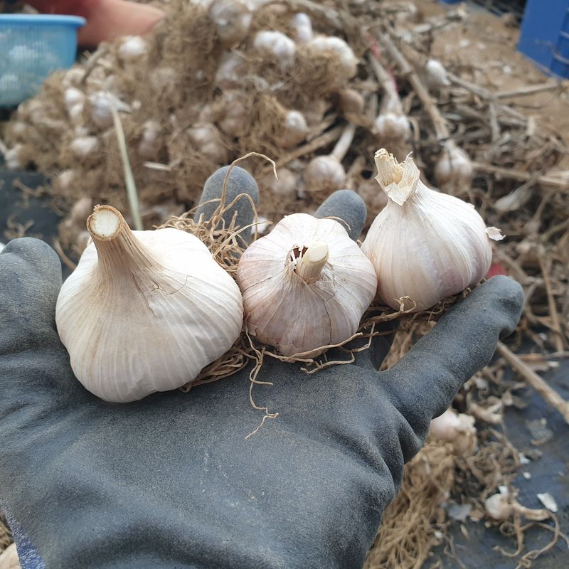 농부아내님의 장터 판매 상품 [맛과 향 으뜸인 유황육쪽마늘 쏠 크기 두 접(200개)  ] 첨부 사진
