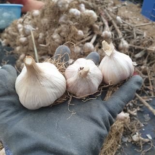 농부아내님의 작성글 사진