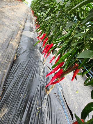 고추16657님의 자유주제 · 자유게시판 작성글 사진