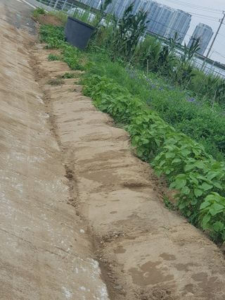 오영배님의 🌦 폭우 피해, 농민 분들 괜찮으신가요? 서로 위로의 말 나눠요 🤝 · 참여글 작성글 사진