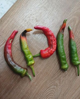 오회장님의 농사, 무엇이든 물어보세요! · 참여글 작성글 사진