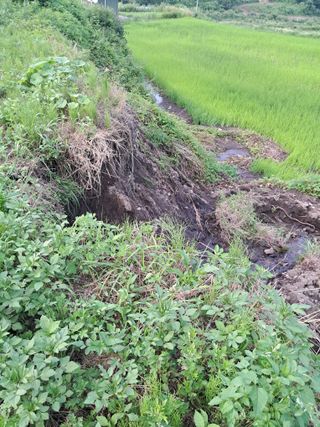 고산국토사랑풀뽑기님의 자유주제 · 자유게시판 작성글 사진