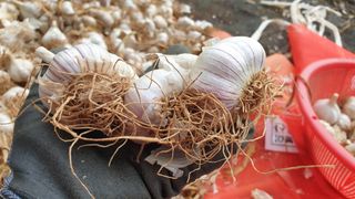 농부아내님의 작성글 사진