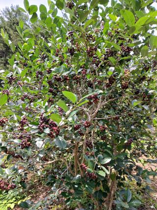 인생은 소풍처럼님의 자유주제 · 자유게시판 작성글 사진