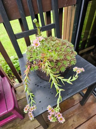 홍천산채농원님의 자유주제 · 자유게시판 작성글 사진