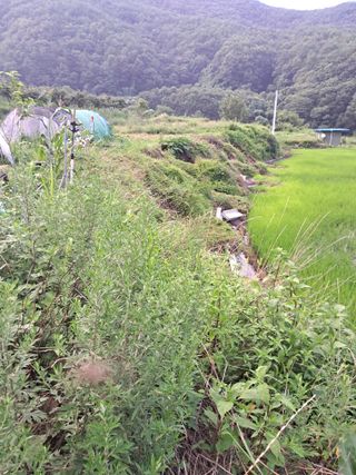 고산국토사랑풀뽑기님의 자유주제 · 자유게시판 작성글 사진