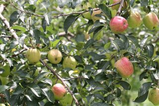 아침농원님의 사과 · 비료•농약 작성글 사진