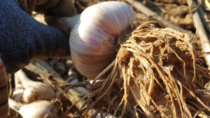 농부아내님의 장터 판매 상품 [맛과 향 으뜸인 유황육쪽마늘 쏠 크기 두 접(200개)  ] 첨부 사진