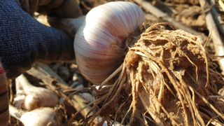 농부아내님의 작성글 사진