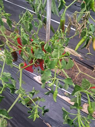 구례촌놈님의 농사, 무엇이든 물어보세요! · 참여글 작성글 사진