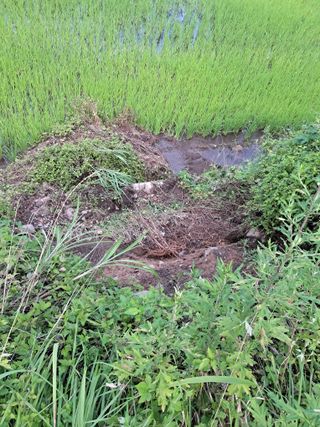 고산국토사랑풀뽑기님의 자유주제 · 자유게시판 작성글 사진