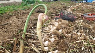 농부아내님의 작성글 사진