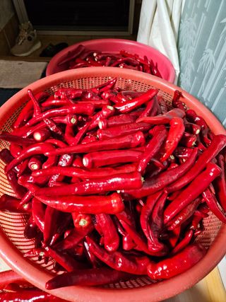 고추16657님의 자유주제 · 자유게시판 작성글 사진