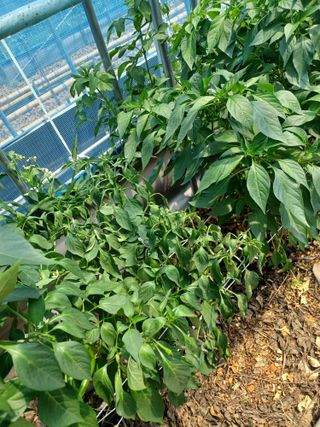 자두21408님의 농사, 무엇이든 물어보세요! · 참여글 작성글 사진