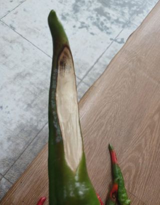 오회장님의 농사, 무엇이든 물어보세요! · 참여글 작성글 사진