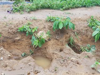 오영배님의 🌦 폭우 피해, 농민 분들 괜찮으신가요? 서로 위로의 말 나눠요 🤝 · 참여글 작성글 사진