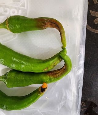 오회장님의 농사, 무엇이든 물어보세요! · 참여글 작성글 사진