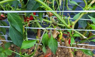 ์์นจ๋์๋์ ๊ณ ์ถ ยท ์ผ์ ์์ฑ๊ธ ์ฌ์ง