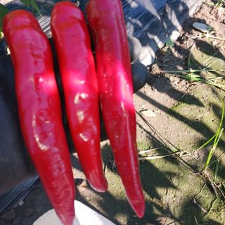 오화순님의 자유주제 · 자유게시판 작성글 사진