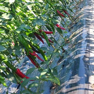 오화순님의 자유주제 · 자유게시판 작성글 사진