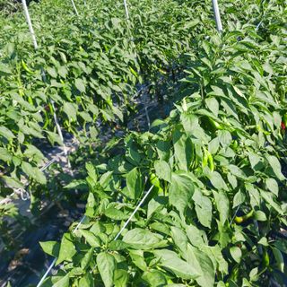 오화순님의 자유주제 · 자유게시판 작성글 사진