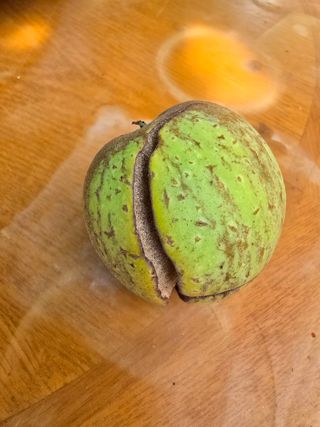 조용오님의 농사, 무엇이든 물어보세요! · 참여글 작성글 사진