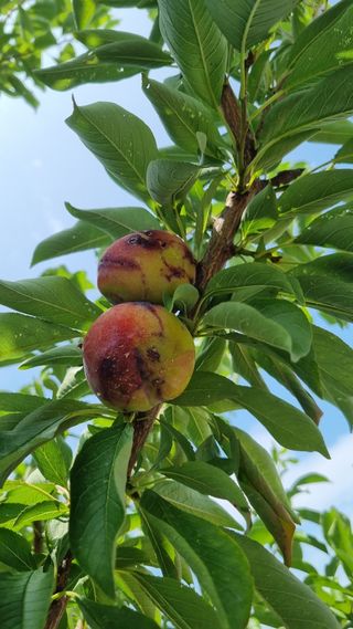배향운님의 자두 · 병해충상담 작성글 사진